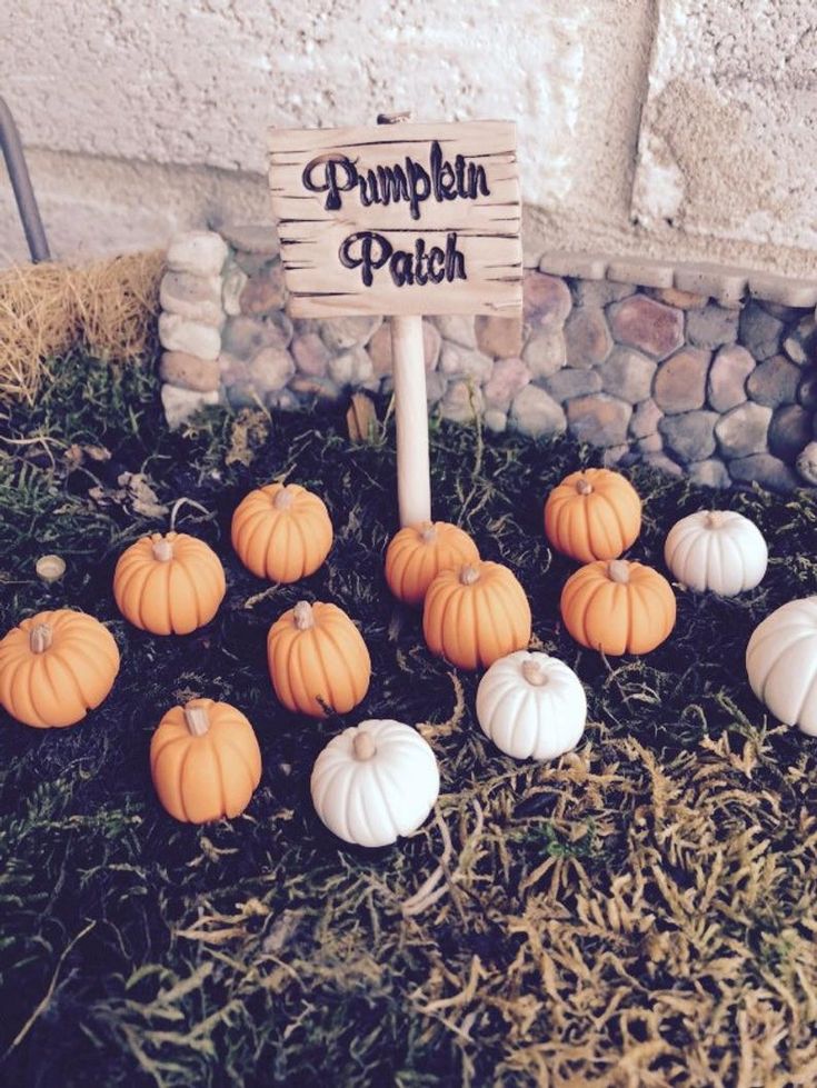 Creative Uses and Culinary of Pumpkin Patches